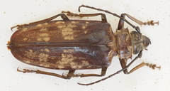 Tithoes maculatus