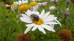 Tropinota squalida canariensis