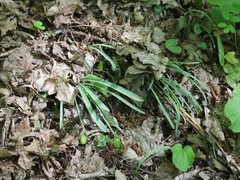 Galanthus alpinus