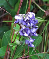 Angelonia integerrima