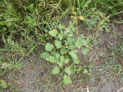 Xanthium orientale riparium