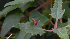 Chrysotoxum triarcuatum