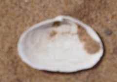 Mya arenaria