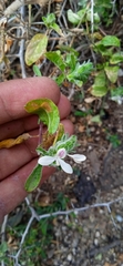 Carlowrightia arizonica