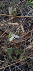 Carlowrightia arizonica