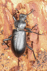 Iphthiminus lewisii