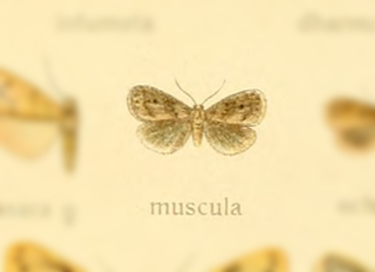 Thumatha muscula
