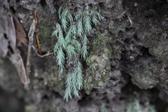 Leucobryum bowringii