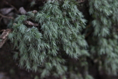Leucobryum bowringii
