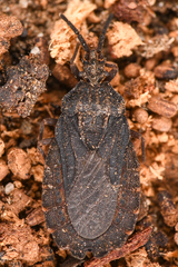 Aradus heidemanni