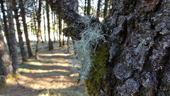 Usnea quasirigida