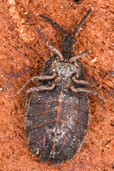Aradus heidemanni