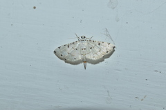 Pycnarmon