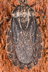 Aradus heidemanni