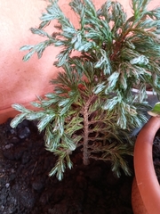 Chamaecyparis pisifera