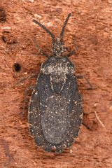 Aradus heidemanni