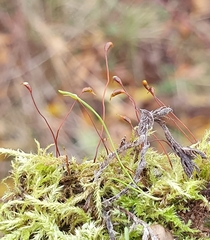 Rhynchostegium megapolitanum