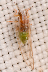 Trioza bakeri