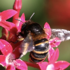 Amegilla quadrifasciata maderae