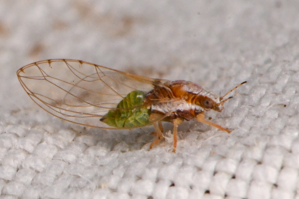 Trioza bakeri