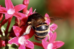 Amegilla quadrifasciata maderae