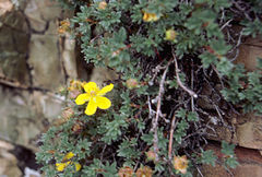 Dasiphora dryadanthoides