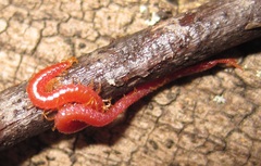 Strigamia bothriopus