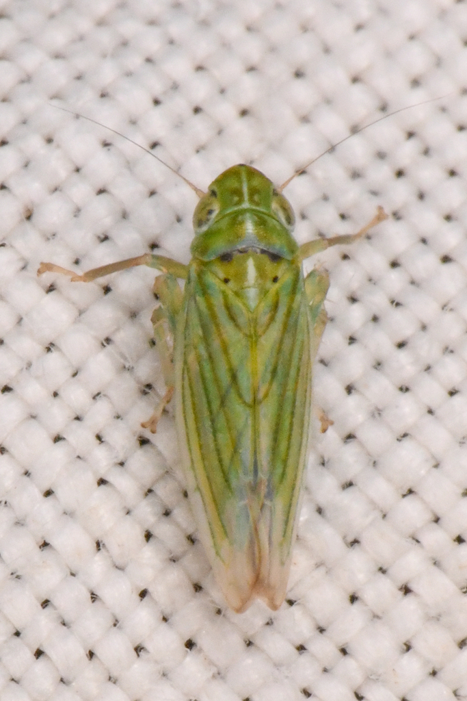 Neocoelidia orovila