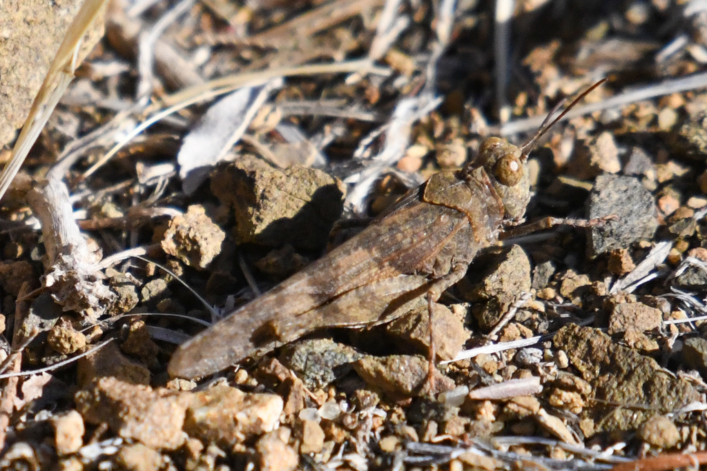 Occidental Grasshopper