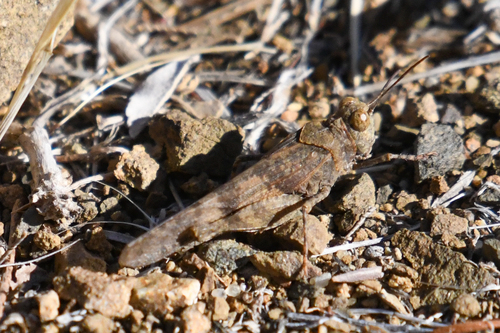 Occidental Grasshopper