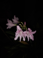 Hippeastrum reticulatum