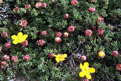 Dasiphora dryadanthoides