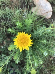 Berkheya carlinopsis