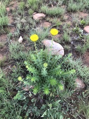 Berkheya carlinopsis