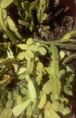 Schlumbergera buckleyi