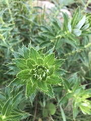 Berkheya carlinopsis