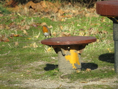 Erithacus rubecula