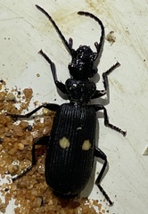 Macrocheilus