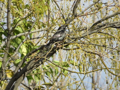 Sturnus unicolor