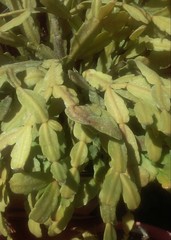 Schlumbergera buckleyi