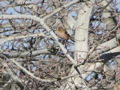 Fringilla coelebs