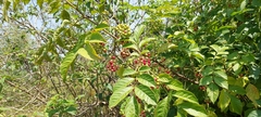 Cipadessa baccifera