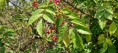 Cipadessa baccifera