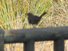 Turdus merula