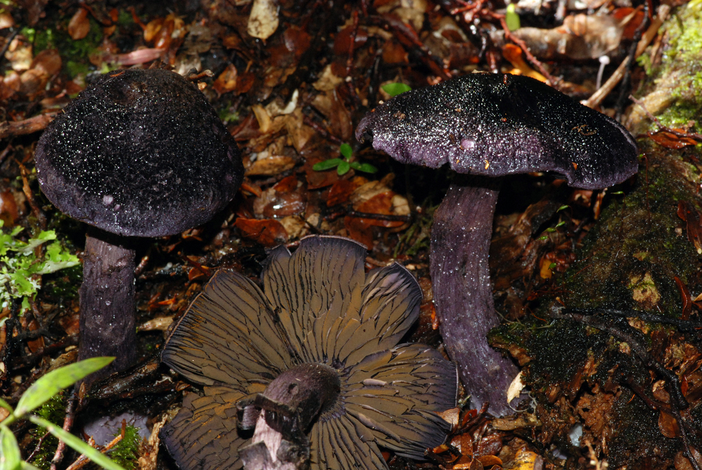 Cortinarius carneipallidus