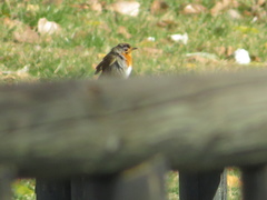 Erithacus rubecula