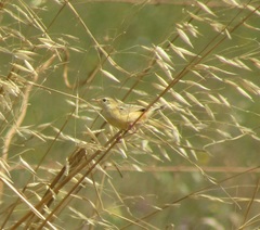 Cisticola juncidis terrestris