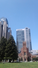 Buteo jamaicensis calurus