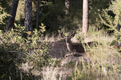 Cervus elaphus
