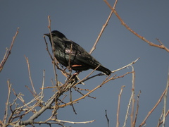 Sturnus unicolor